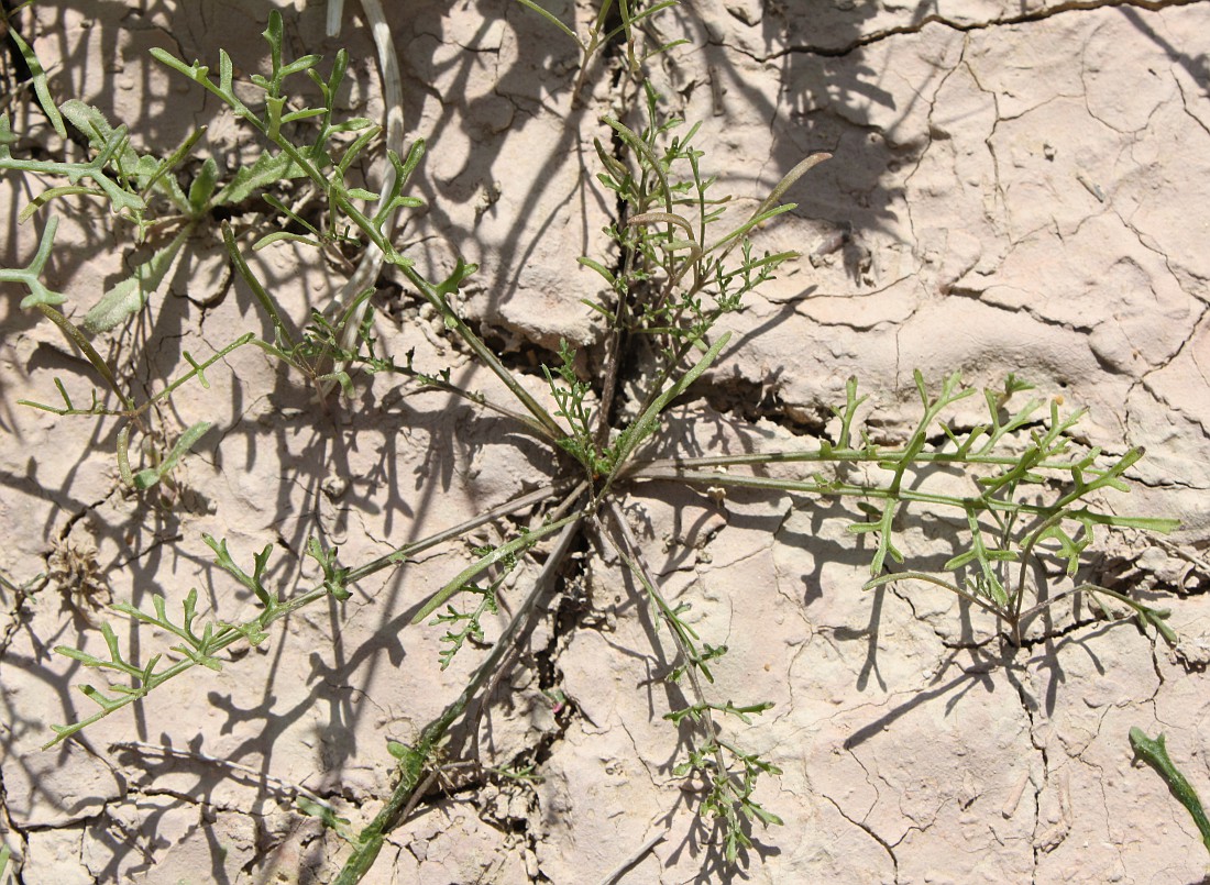Image of Erucaria microcarpa specimen.