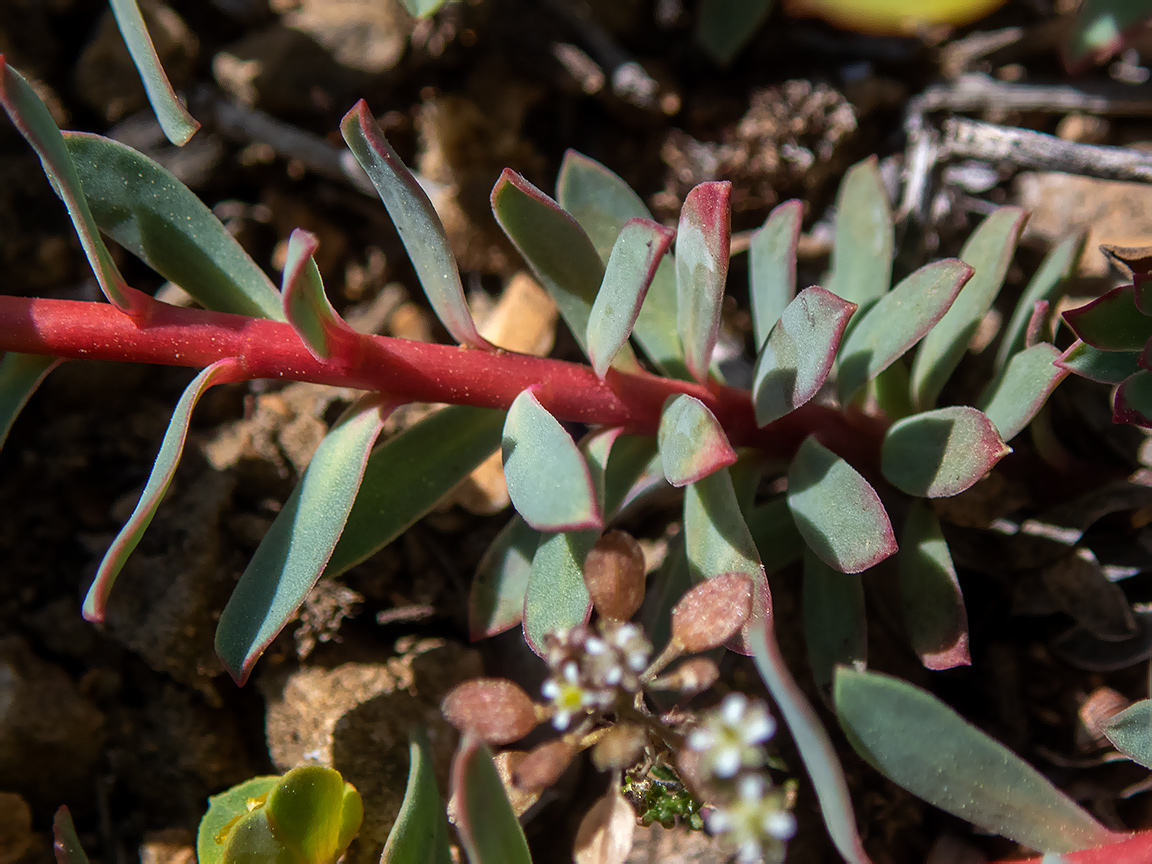 Image of Euphorbia petrophila specimen.