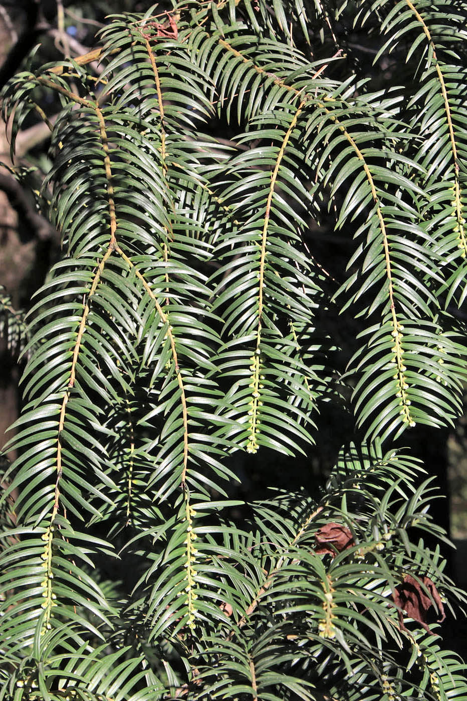 Image of Cephalotaxus harringtonia specimen.