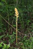 Orobanche alsatica. Цветущее растение (паразитирует на Peucedanum alsaticum). Крым, Белогорский р-н, окр. с. Земляничное, луг среди широколиственного леса. 7 июня 2025 г.