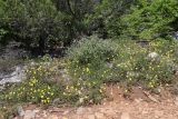 Fumanopsis laevis. Цветущие растения. Южный берег Крыма, окр. пос. Симеиз, шибляк. 23.05.2026.