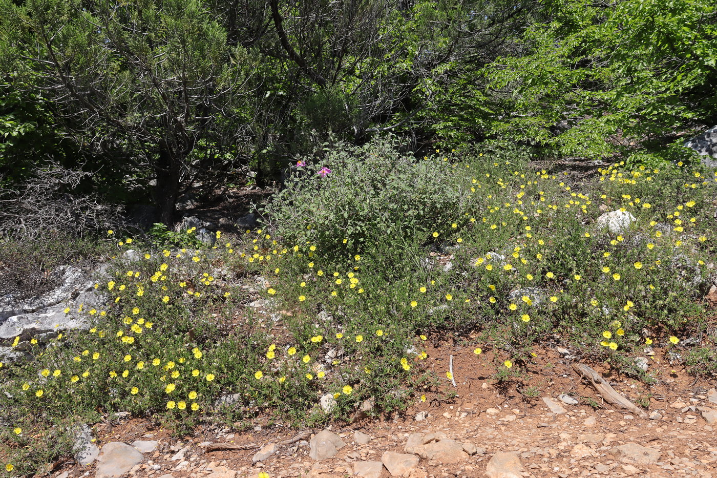 Image of Fumanopsis laevis specimen.