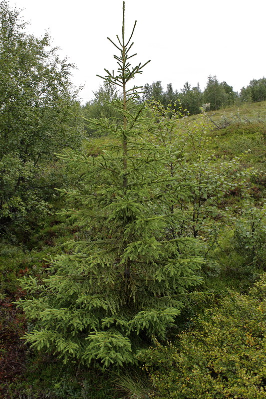 Изображение особи Picea obovata.