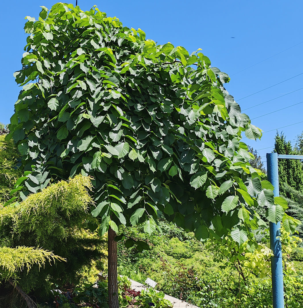 Image of Ulmus glabra specimen.