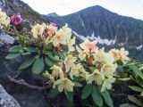 Rhododendron aureum. Цветущее растение c вскрывшимися прошлогодними плодами (слева - Bergenia pacifica). Хабаровский край, р-н имени Лазо, массив горы Ко, гора Столовая, выс. ≈ 1800 м н.у.м., каменистый гребень. 22.06.2026.