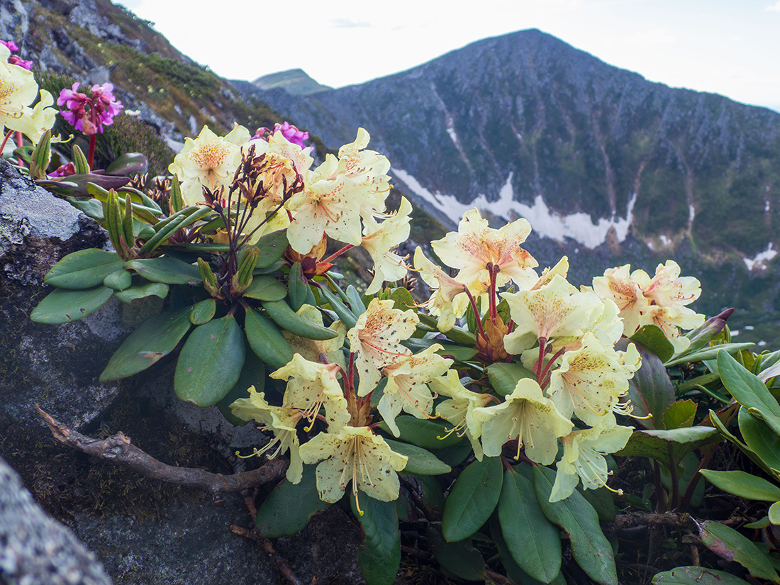 Изображение особи Rhododendron aureum.