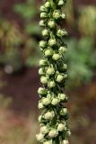 Digitalis ferruginea. Часть цветочной стрелки с распускающимися бутонами. Белгородская обл., пос. Ракитное, ул. Сосновая, 2, в культуре. 11 июля 2026 г.