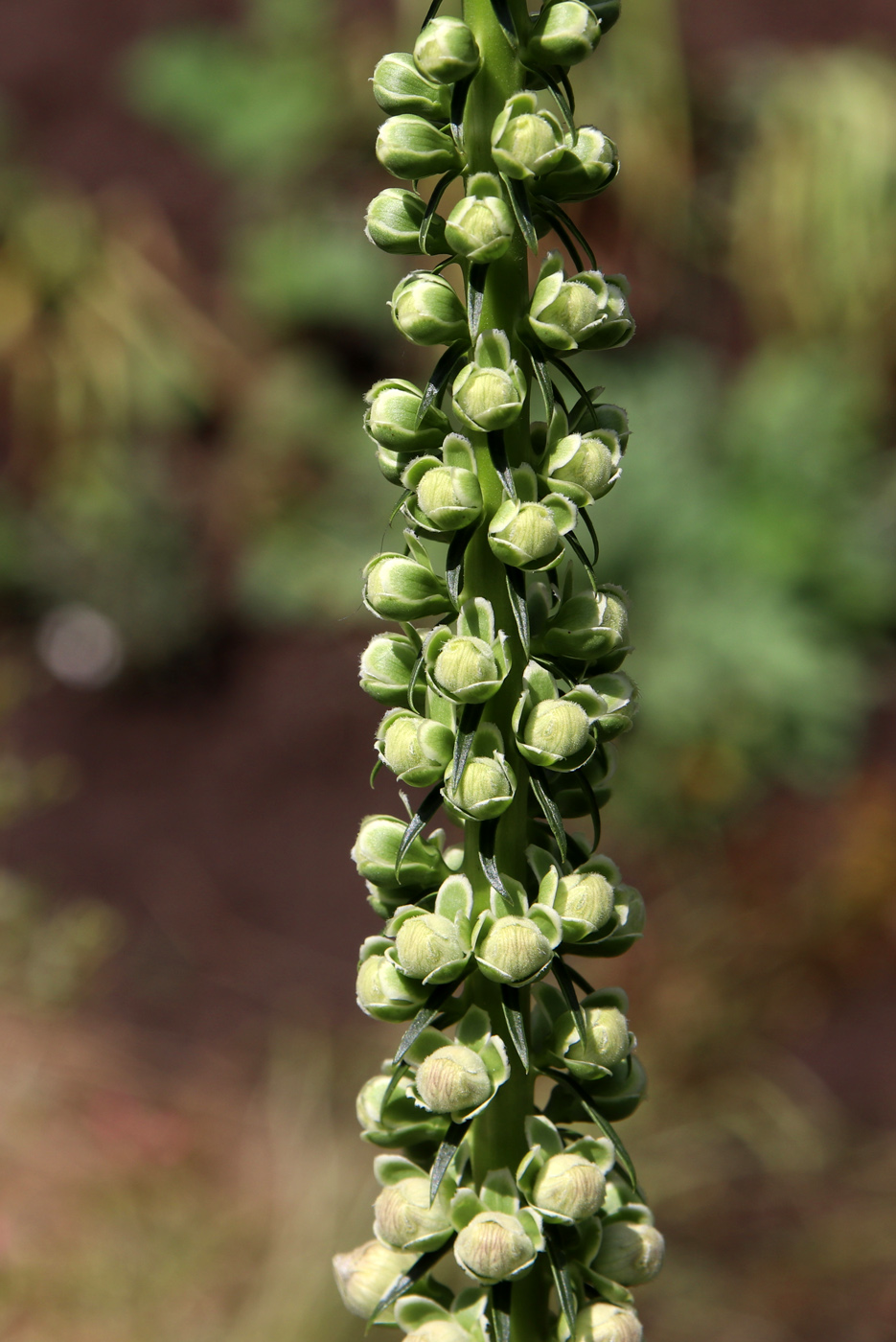 Image of Digitalis ferruginea specimen.