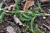 genus Trifolium. Часть побега. Грузия, край Самцхе-Джавахети, Ахалцихский муниципалитет, левый борт р. Цинубанисцкали, 1,8 км выше по течению от горячего источника Цинубани, гребень небольшого отрога, выс. 1150 м н.у.м., под дубами. 9 июня 2026 г.