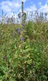 Delphinium cuneatum