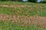 Bromopsis inermis. Верхушки побегов с соцветиями. Московская обл., окр. г. Железнодорожный, дол. р. Чёрная, залежь. 16.06.2025.