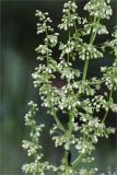 Rumex confertus