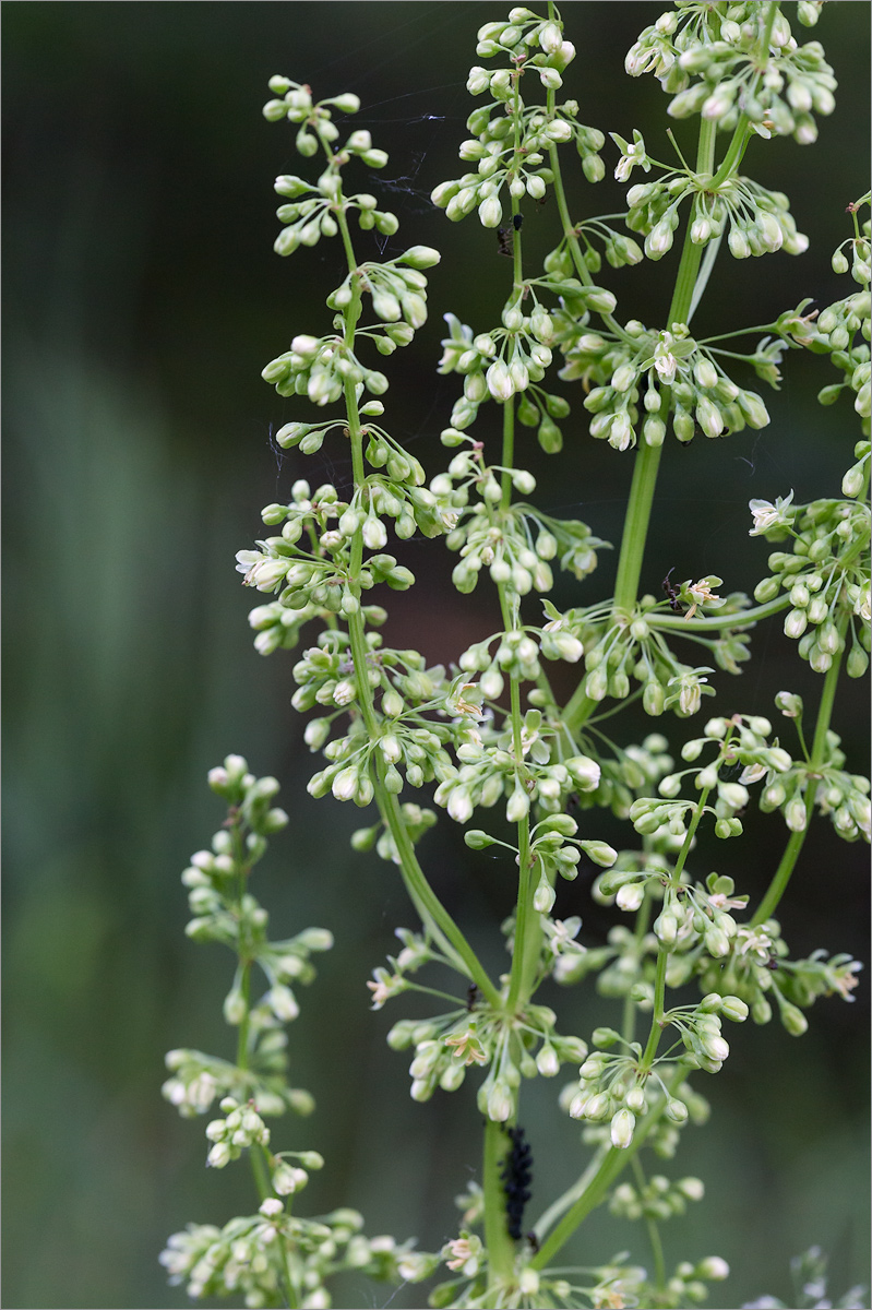 Image of Rumex confertus specimen.