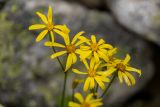 Dolichorrhiza renifolia. Соцветия. Карачаево-Черкесия, Карачаевский р-н, ущ. ручья Тырменлыкол, 2200 м н.у.м., среди камней. 08.08.2026.