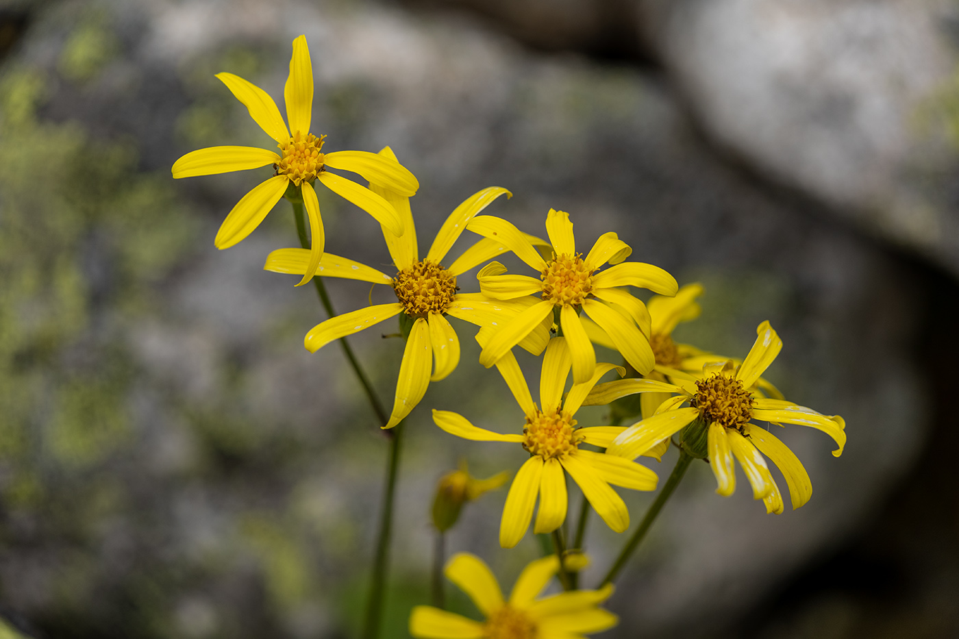 Image of Dolichorrhiza renifolia specimen.