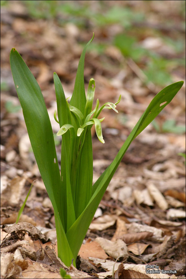 Изображение особи Colchicum umbrosum.