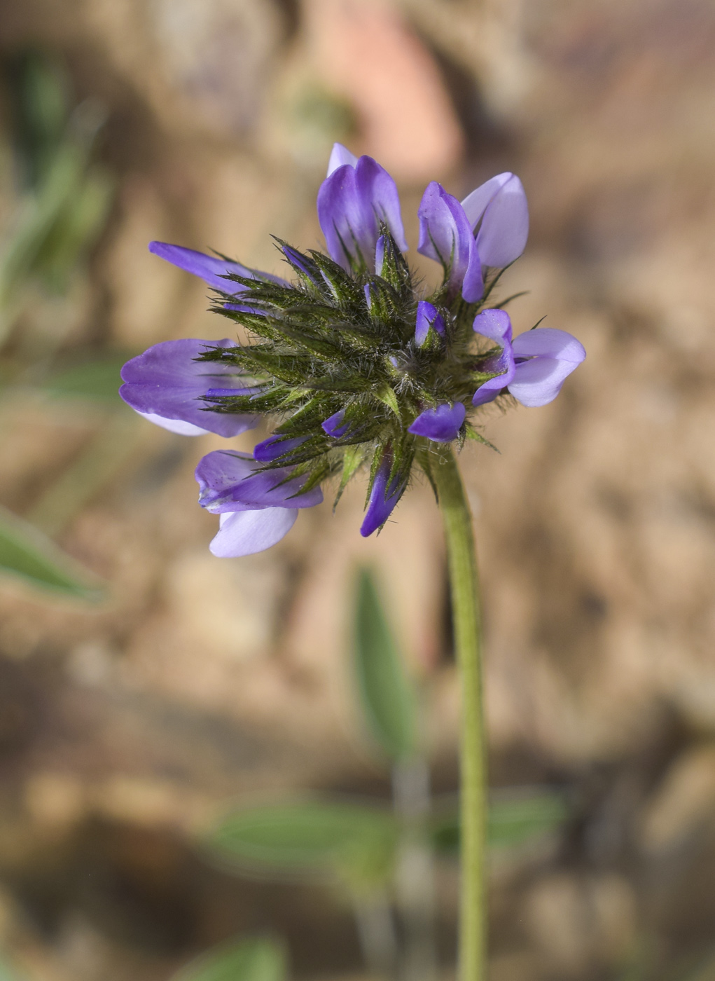 Image of Psoralea bituminosa specimen.