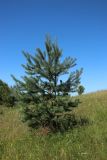 Pinus sylvestris. Молодое многоствольное дерево. Беларусь, Витебская обл., окр. дер. Местечко, разнотравно-злаковый суходольный луг. 17.07.2026.