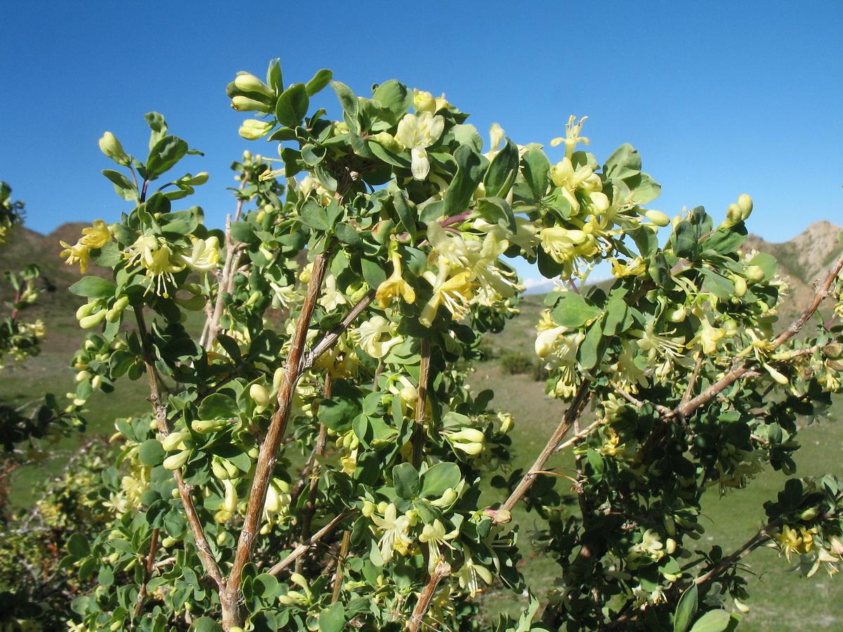 Изображение особи Lonicera microphylla.