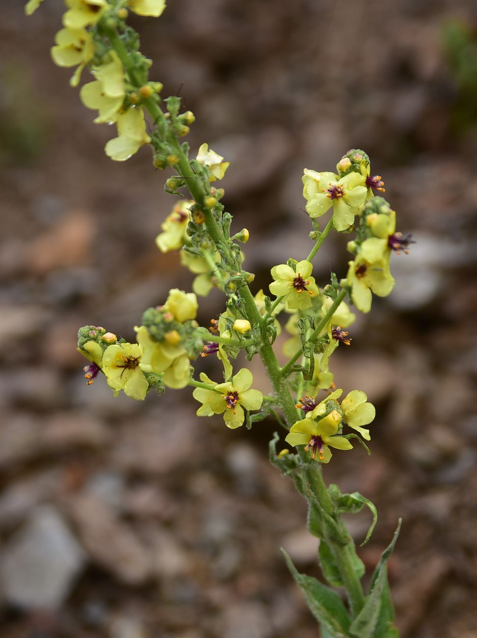Image of genus Verbascum specimen.