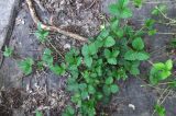 Duchesnea indica