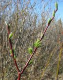 Salix phylicifolia