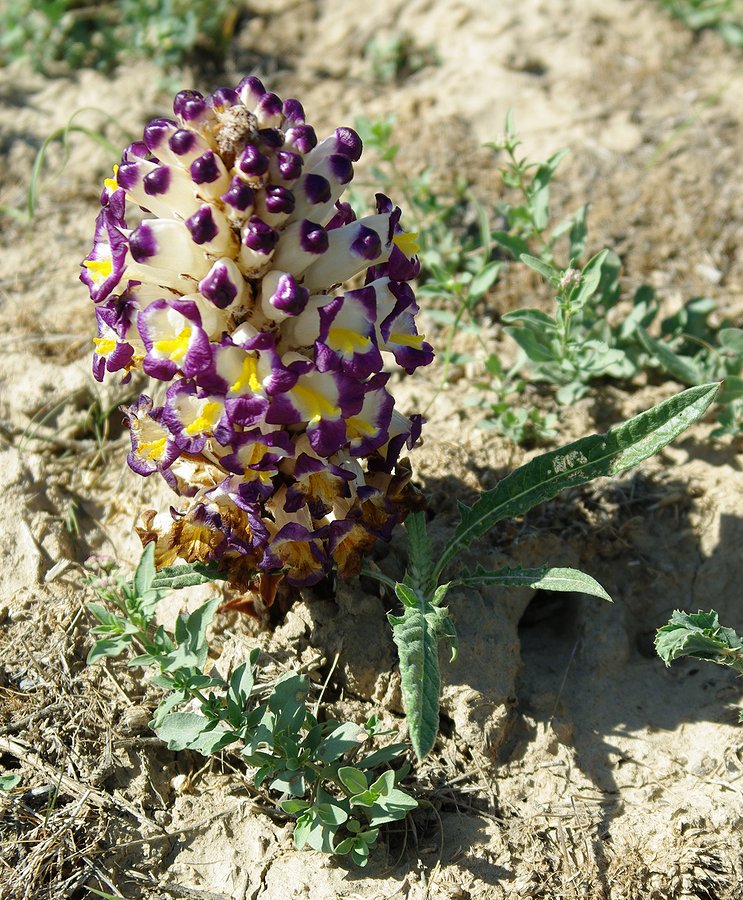 Image of Cistanche salsa specimen.