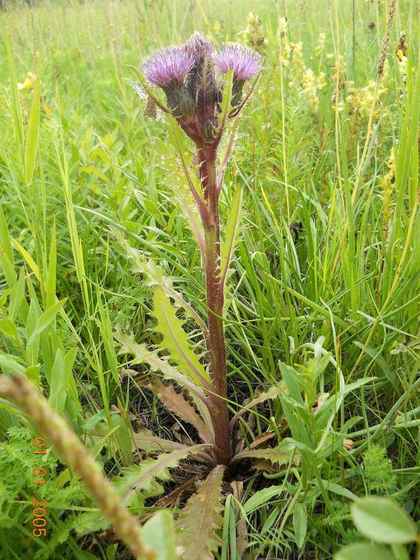 Изображение особи Cirsium esculentum.