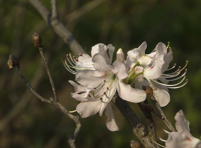 Изображение особи Rhododendron vaseyi.