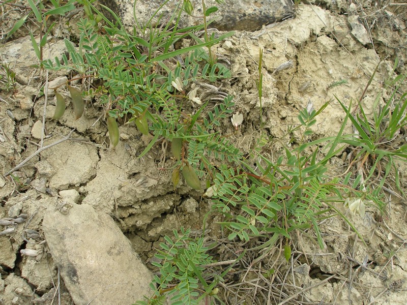 Изображение особи Astragalus guttatus.