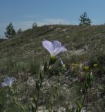Linum hirsutum. Верхушка соцветия. Украина, Донецкая обл., Славянский р-н, окр. с. Сидорово. 16.07.2011.