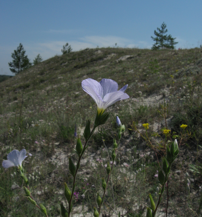 Image of Linum hirsutum specimen.