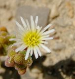 Mesembryanthemum nodiflorum