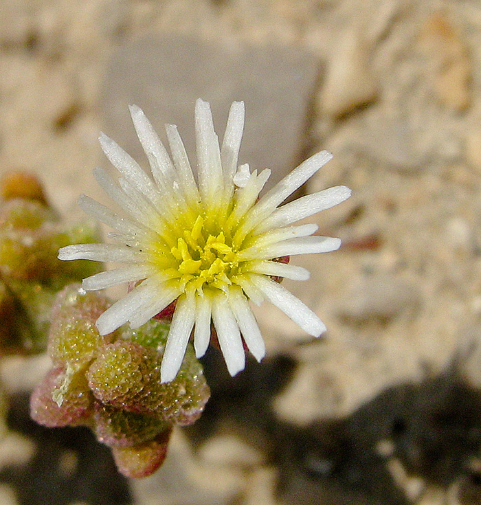 Image of Mesembryanthemum nodiflorum specimen.