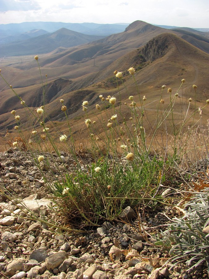 Image of Cephalaria demetrii specimen.