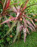 Cordyline fruticosa