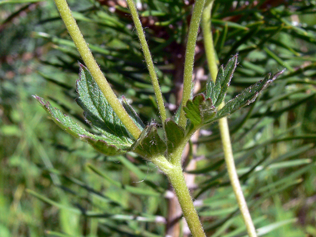 Image of Potentilla crantzii specimen.