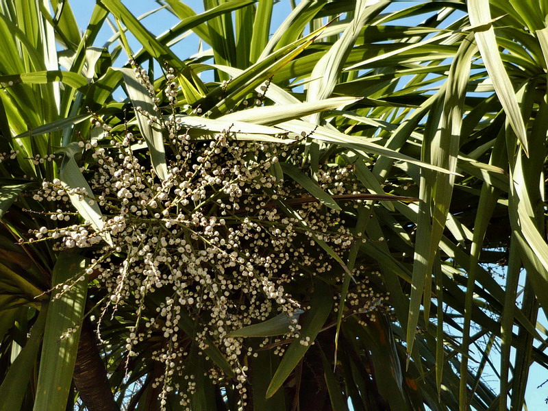 Image of Cordyline australis specimen.