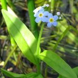 Myosotis palustris