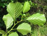 Alnus glutinosa