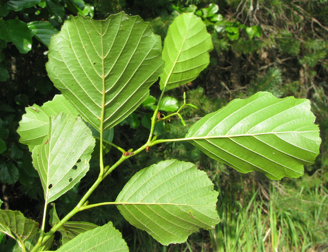 Image of Alnus glutinosa specimen.
