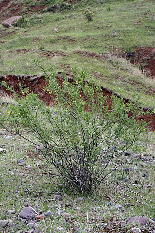 Image of Colutea paulsenii specimen.