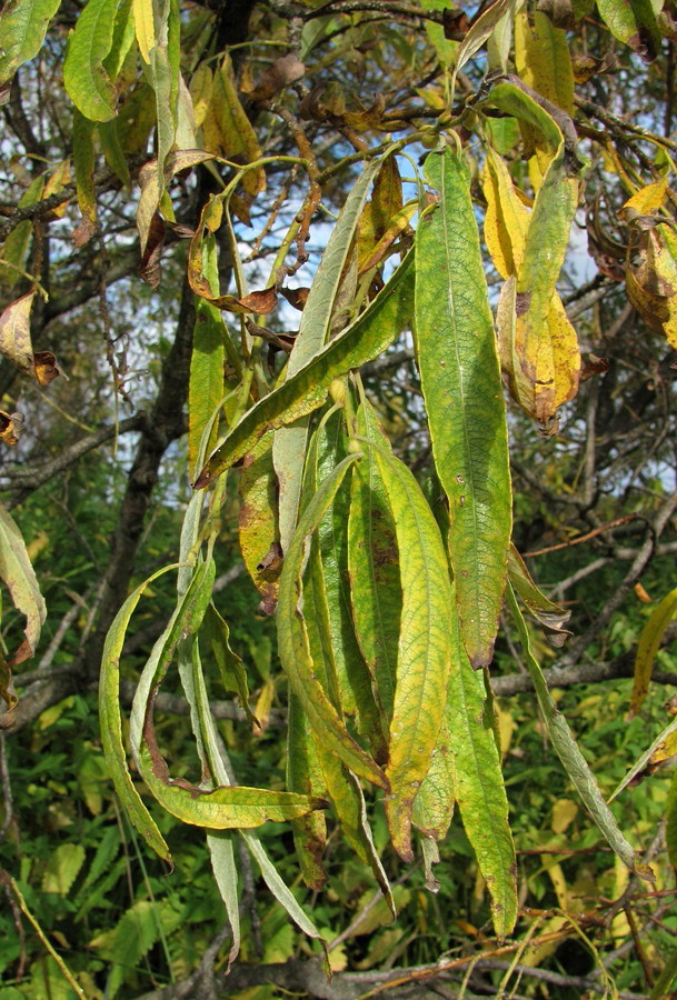 Image of Salix gmelinii specimen.
