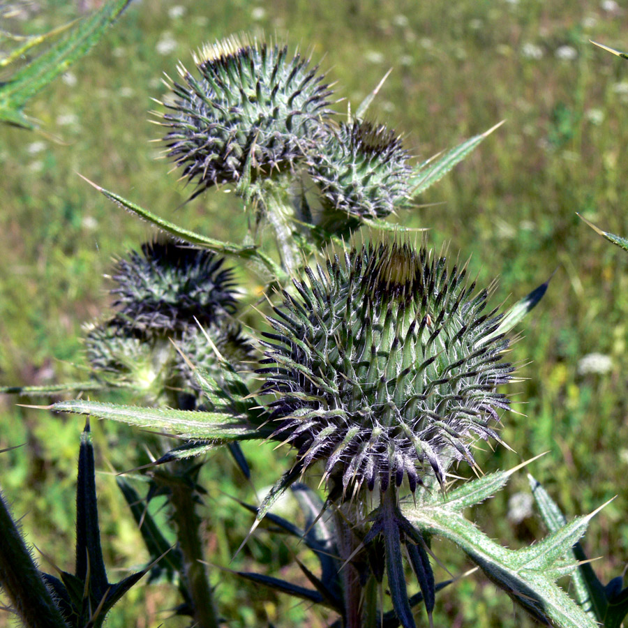 Изображение особи Cirsium vulgare.