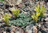 Scutellaria przewalskii