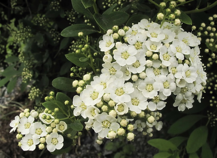 Изображение особи Spiraea &times; vanhouttei.