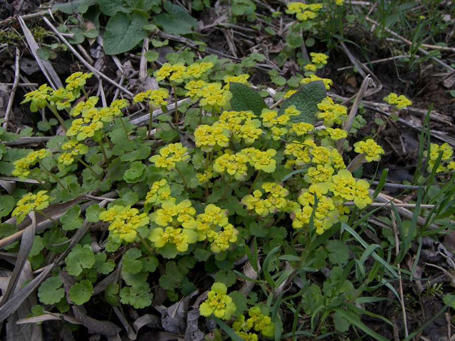 Изображение особи Chrysosplenium alternifolium.