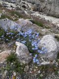 Myosotis alpestris