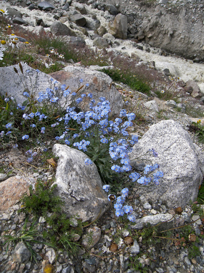 Изображение особи Myosotis alpestris.