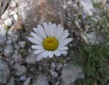 Anthemis iberica